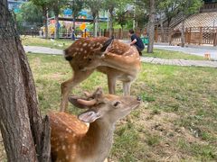 -北京鹿世界主题园