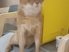 -MOCHA明星猫咖(田子坊店)