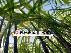 -汉长安城未央宫国家考古遗址公园