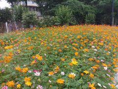 -佛山市第一中学