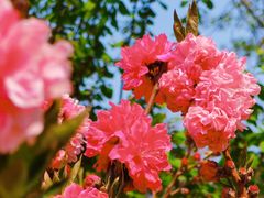 -海棠花溪(元大都城垣遗址公园)