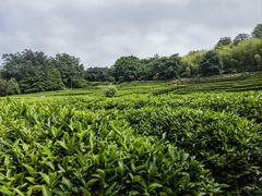 -雁南飞茶田景区