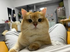 -御宝贝·A梦猫科宠物医院(国际猫友好医院)