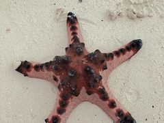 -白沙滩