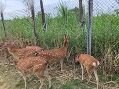 -鹿境梅花鹿生态园区