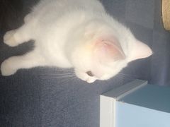 喵的天空-喵的天空名猫咖啡馆·撸猫·猫舍·用品