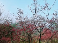 -清境桃源
