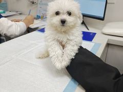 -博特宠物医院24h犬猫全科.骨科·异宠