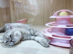 -屋虎猫馆(宝安大仟里店)