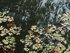 -五缘湾湿地公园