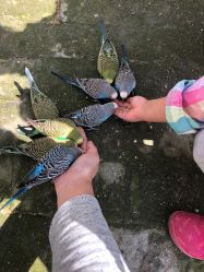-上美四季动物农场