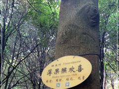 -缙云山景区