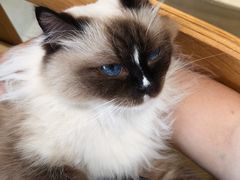 -藏猫猫咖啡主题馆(中央大道店)