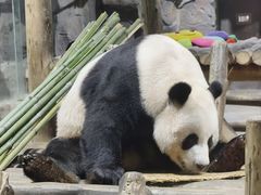 -栾川竹海野生动物园