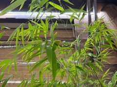 -竹子咖啡bamboo coffee
