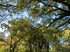 -上海共青森林公园