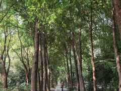 -上海滨江森林公园
