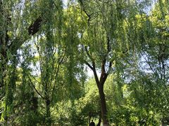 -莲花池公园