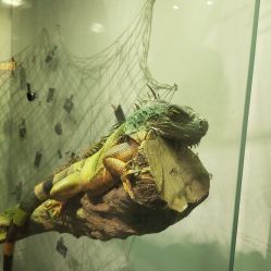 -Zoolung Zoolung动物主题公园(海信广场店)