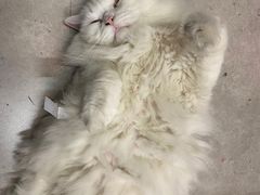 -泰堤坊(淡水体育馆店)