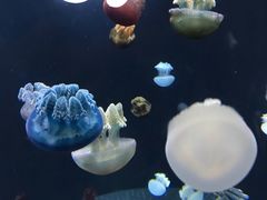 -新加坡海洋生态馆