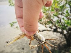 -北海金海湾红树林生态旅游区