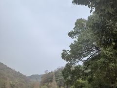 -桃花岭景区