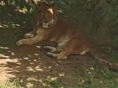 -西霞口神雕山野生动物世界
