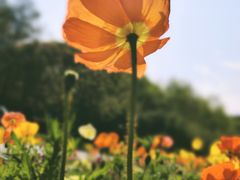 -上海共青森林公园