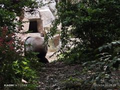-成都大熊猫繁育研究基地