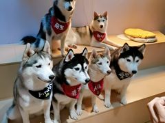-Husky Go! 哈士奇体验馆·宠物咖啡厅狗咖
