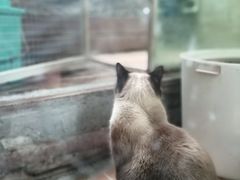 -猫咪博物馆(顶澳仔猫街店)