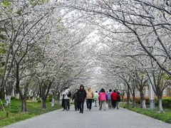 -高东镇樱花园