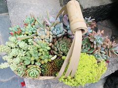 -苍山感通索道
