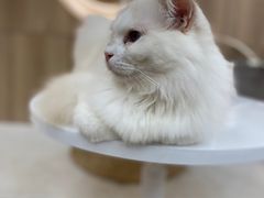 -瞄一喵猫咖(格力海岸店)