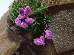 脆嫩毛肚-大渝火锅(苏州西城永捷店)