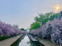 -海棠花溪(元大都城垣遗址公园)