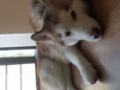 -Husky Go! 哈士奇体验馆·宠物咖啡厅狗咖