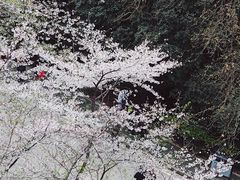 -武汉大学-樱园