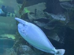 -蓬莱欧乐堡海洋极地世界
