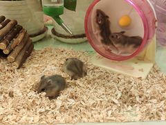 -龙猫仔乐园(惠福东路店)