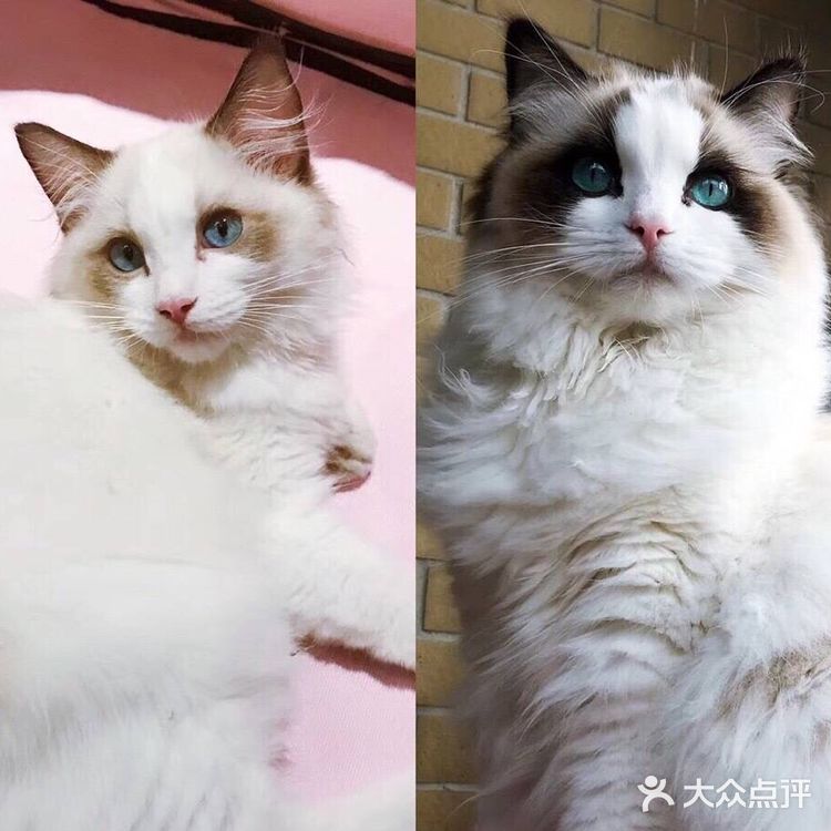 山猫绝对不是传统线，但是好多山猫却是传统型