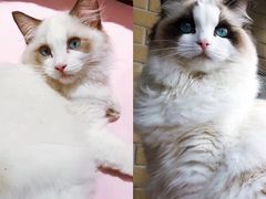 -Bastet sally猫舍购宠(静安店)