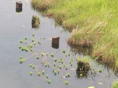 -腾冲北海湿地