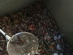 -沈胖子音乐烤吧·炒菜·龙虾(环城东路店)