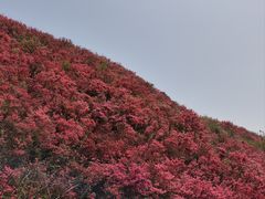 -木兰云雾山