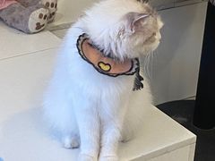 -平行世界·猫咖(首经贸店)