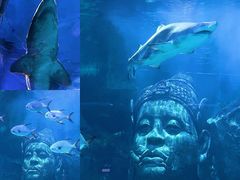 -暹罗海洋世界