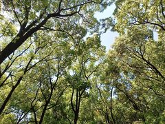 -南山植物园