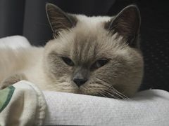 -藏猫猫咖啡主题馆(中央大道店)